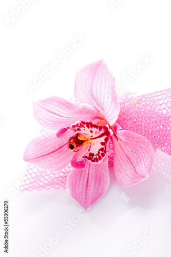 exotic pink orchid blossom flower