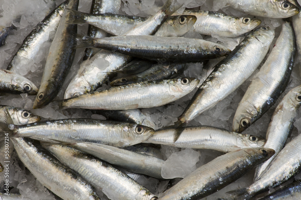 Sardinas Sardinas