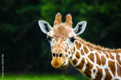 Photography The giraffe