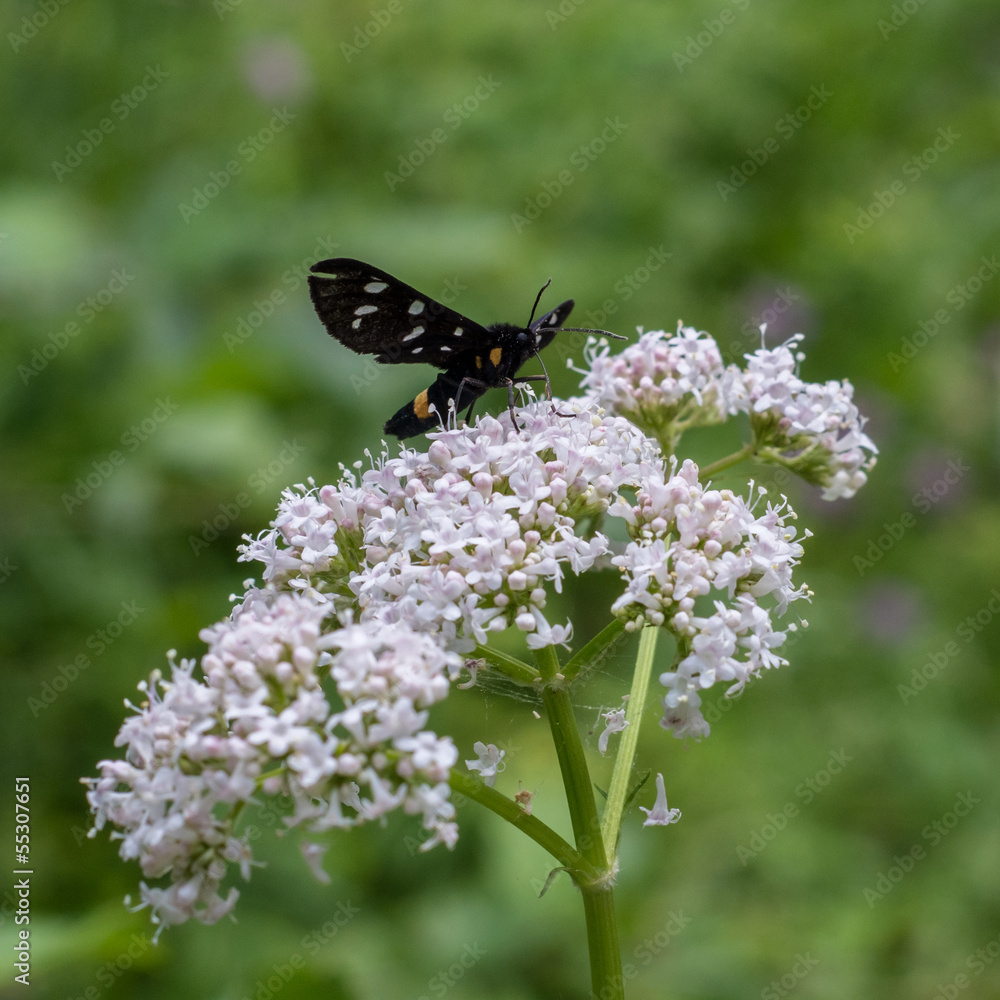 Fototapeta premium nine-spotted moth