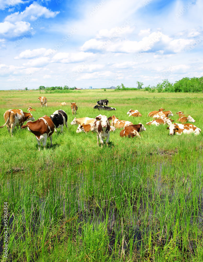 Cows on a green summer meadow