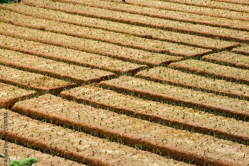 cultivation of grain in the Highlands of Sri Lanka