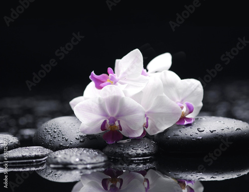 Branch white orchid flower and stone with water drops
