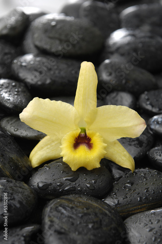still life with macro of yellow orchid on pebble