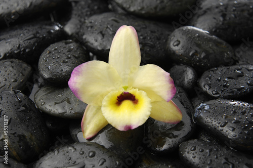 macro of orchid on pebbles