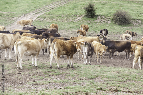 Wallpaper Mural Cows in the mountains Torontodigital.ca