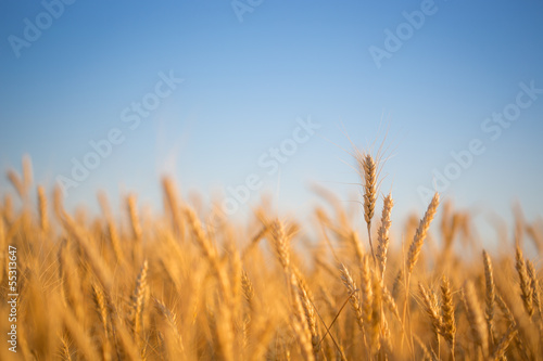 Autumn wheat field
