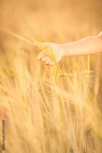 Hand holding wheat in autumn field