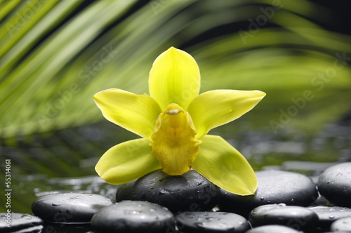 beautiful orchid and with green fern on zen stones