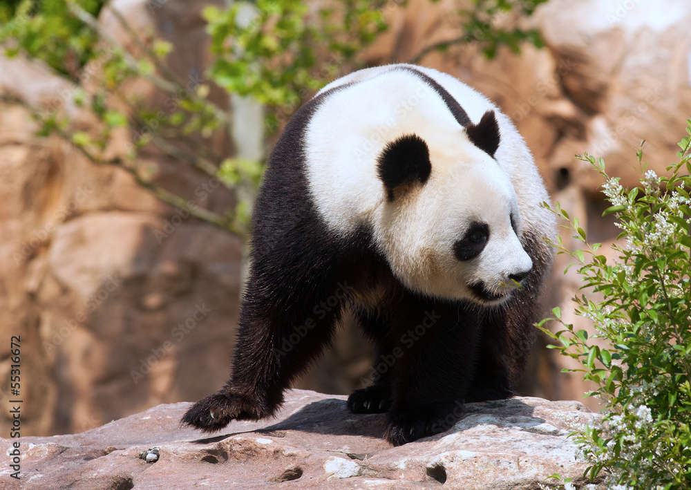 Obraz premium Panda géant