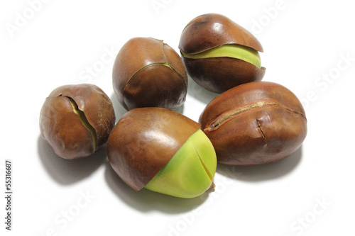 Black Bean Seeds photo