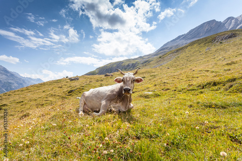 siesta bovina photo