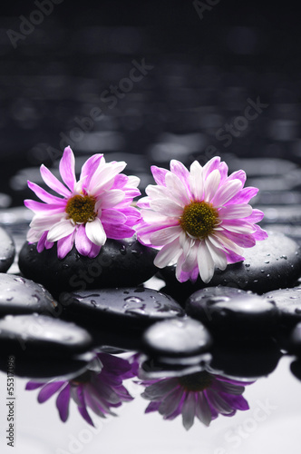 Gerber flower on zen pebbles reflection