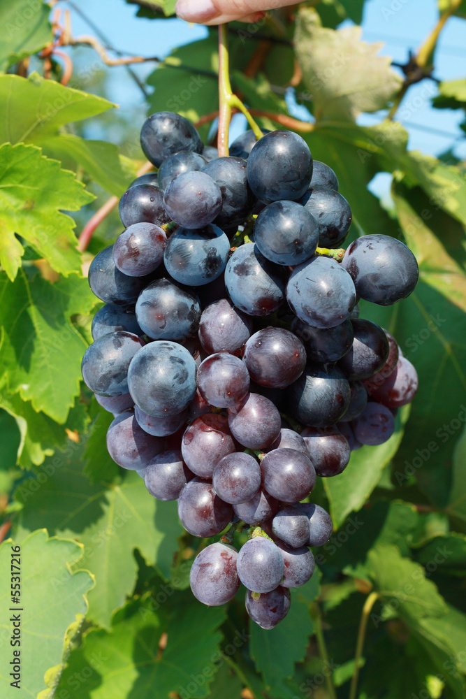 Fototapeta premium ripening grape