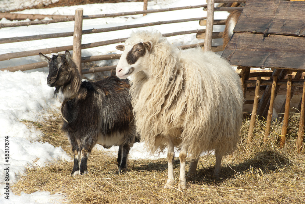 Fototapeta premium sheep and goat on pasture