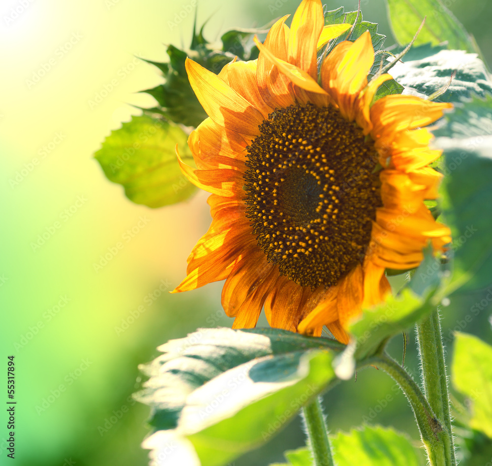 Naklejka premium sunflowers outdoor