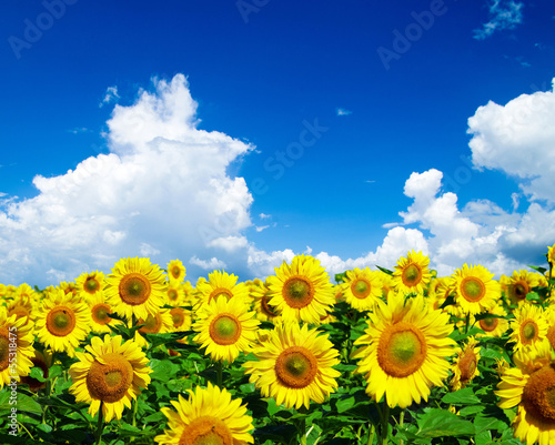 sunflower field