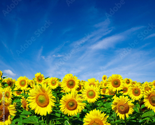 sunflower field