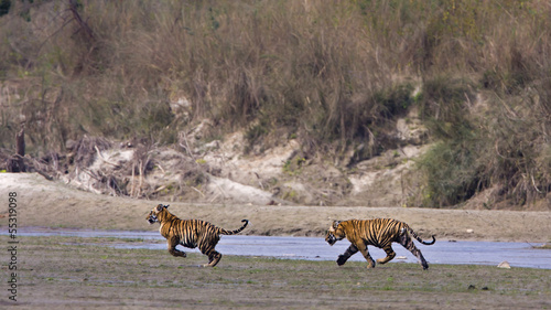 Track race of two young tigers in Nepal