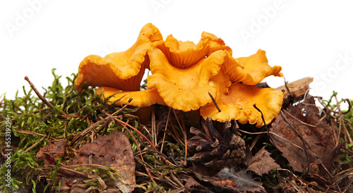 Chanterelle mushrooms. Yellow mushrooms in moss.