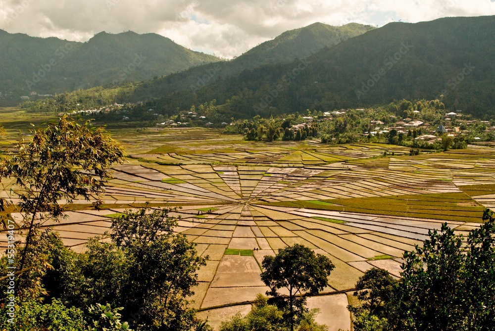 Spider web ricefields