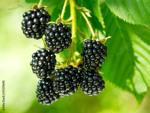 Quadro em tela fresh blackberries