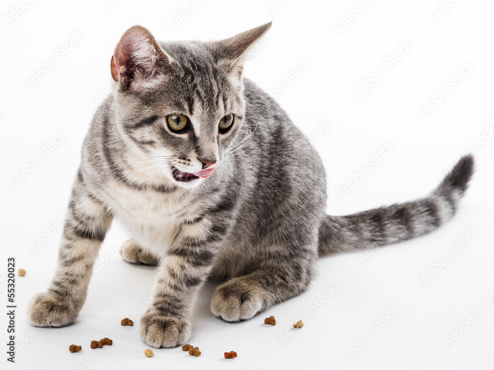 a cat eating food for cat
