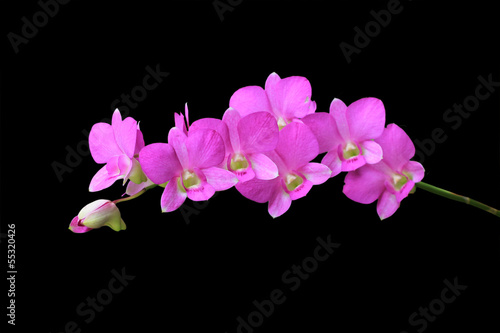 Fototapeta Naklejka Na Ścianę i Meble -  Beautiful pink orchid - phalaenopsis