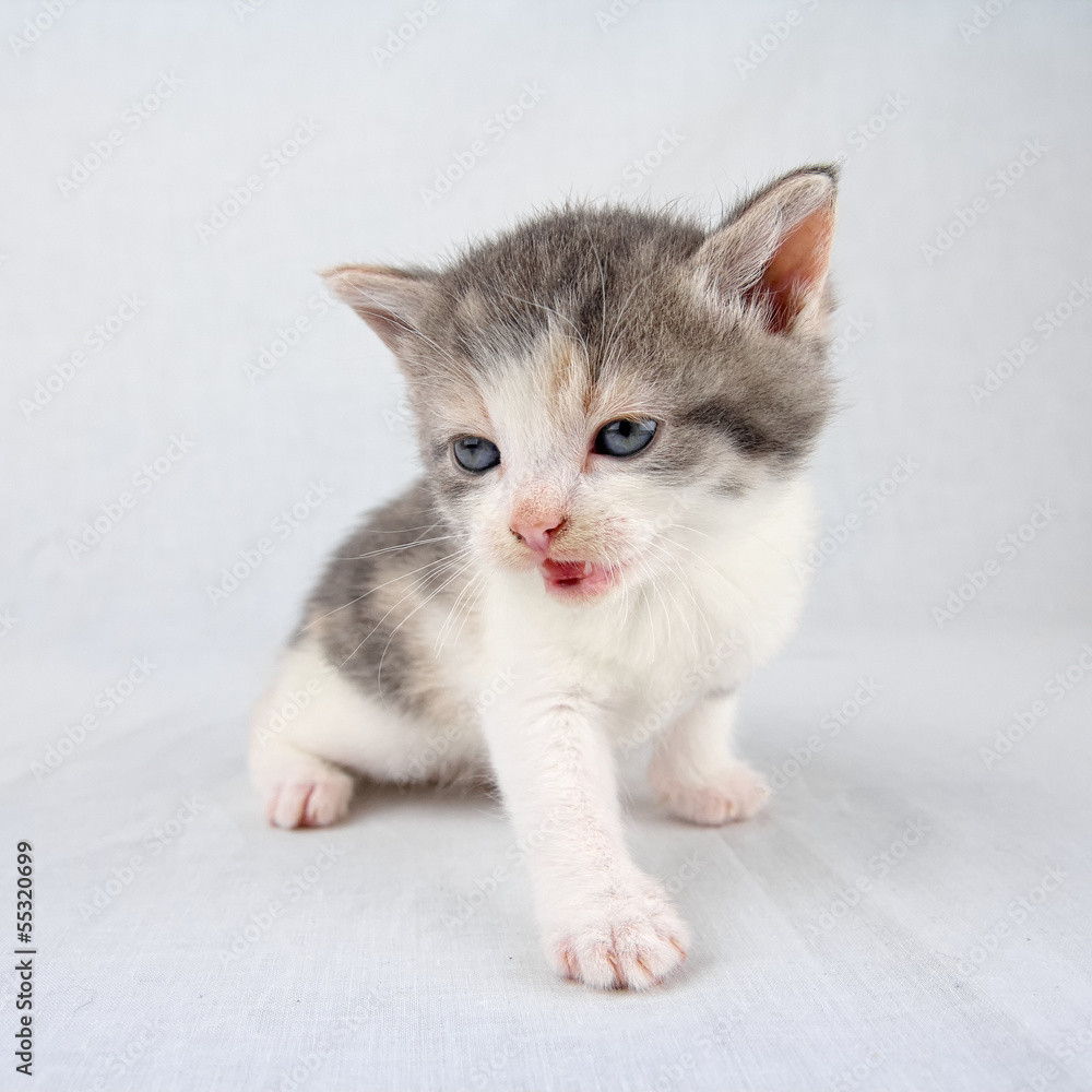 Posing kitten with open mouth