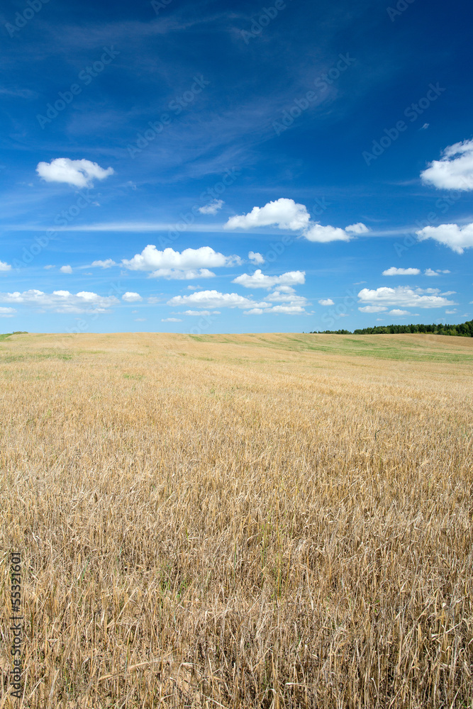 beautiful wheat field