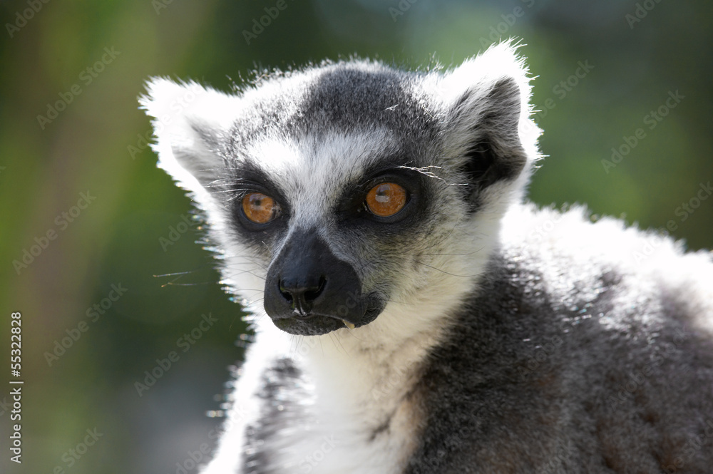 Obraz premium Lemur