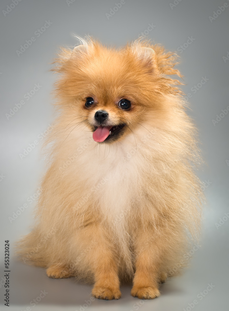 Pomeranian spitz-dog in studio Pomeranian spitz-dog in studio