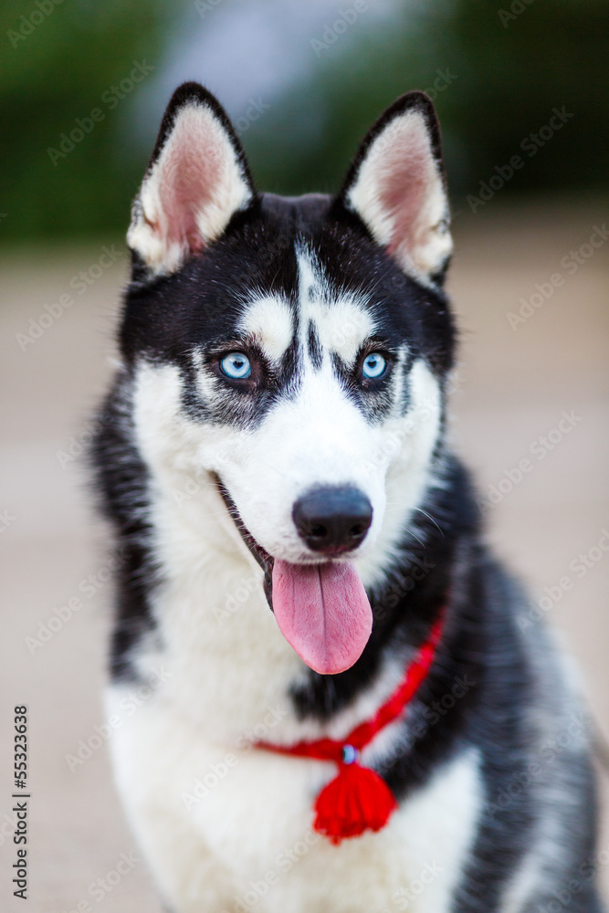 purebred Siberian Husky