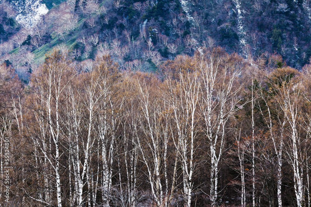 Autumn forest Autumn forest
