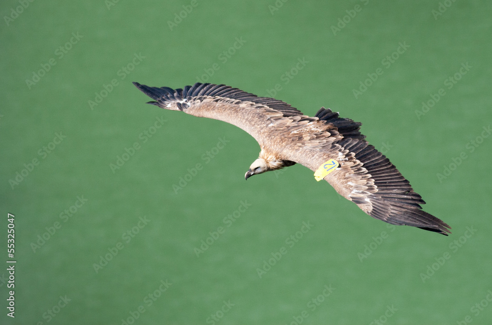 Fototapeta premium Griffon vulture soaring over the river
