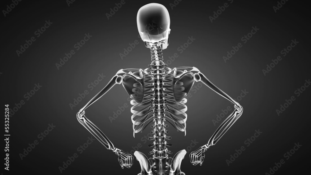 Loop rotate skeleton Loop rotate skeleton