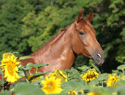 Beautiful horse in sunflowers