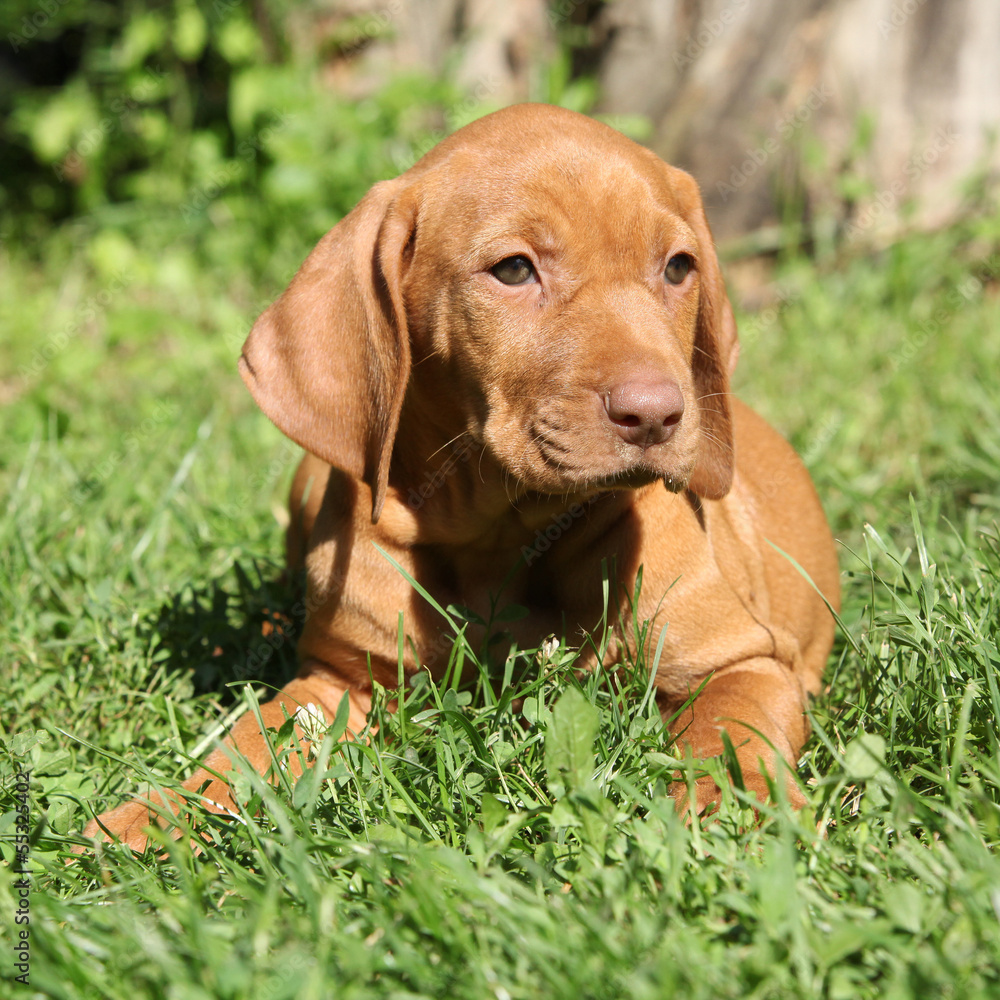 Hungarian Short-haired Pointing Dog puppy lying Hungarian Short-haired Pointing Dog puppy lying