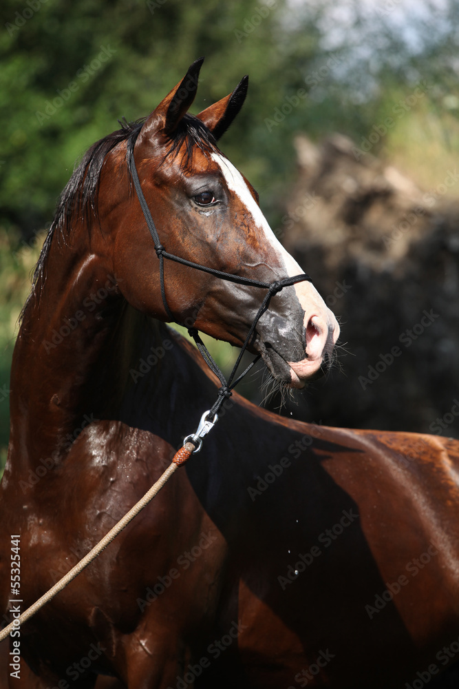 Fototapeta premium Nice brown horse standing in water