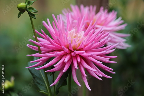 Fototapeta Naklejka Na Ścianę i Meble -  Kaktusdahlie Parkprinzessin