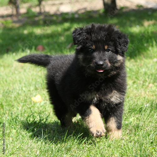 Nice puppy running in the garden