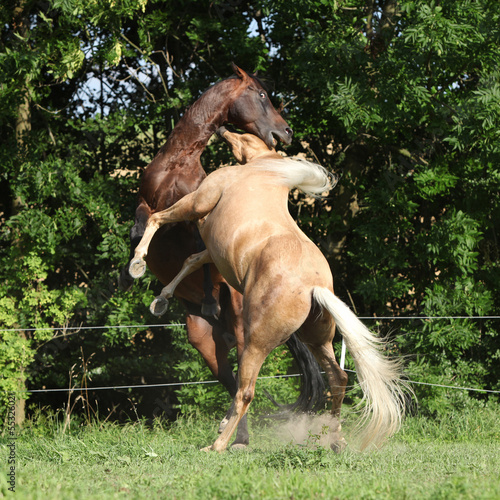 Two quarter horse stallions fighting with each other