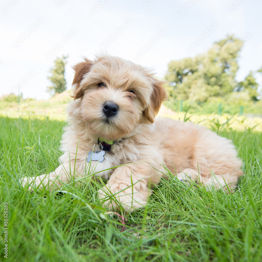 Chiot Chiot