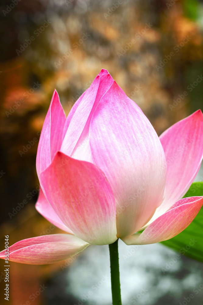 Fototapeta premium Pink lotus flowers