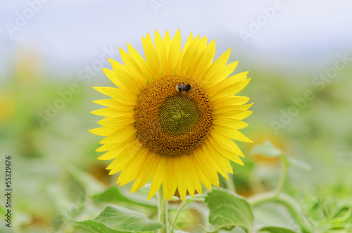 sunflower