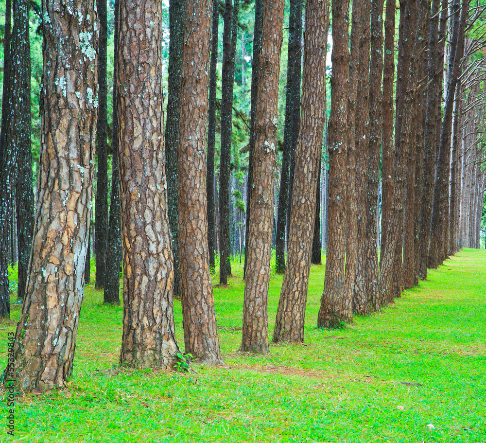 Obraz premium Pine Forest Road