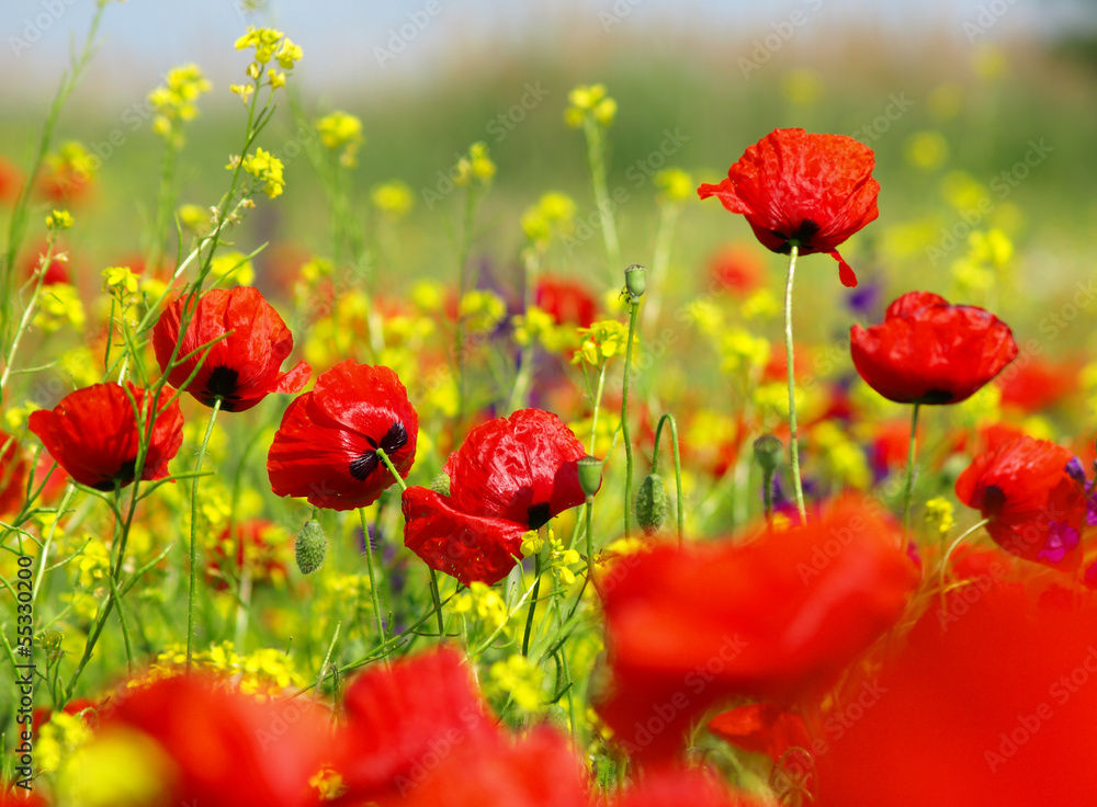 Fototapeta premium Summer wildflowers