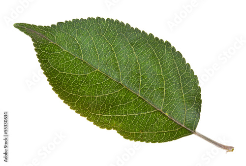 green leaf of apple tree