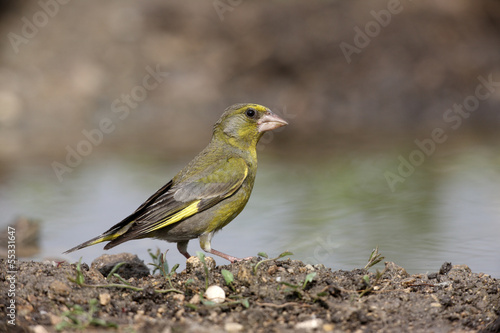 Greenfinch, Carduelis chloris © Erni