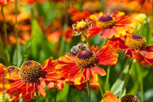 honey bee sips nectar from gaillardia flower